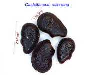 Castellanosia caineana.jpg
